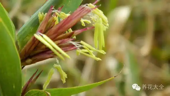 老人们都认为竹子开花是荒年的预兆,但是这不过是竹子对环境的一种