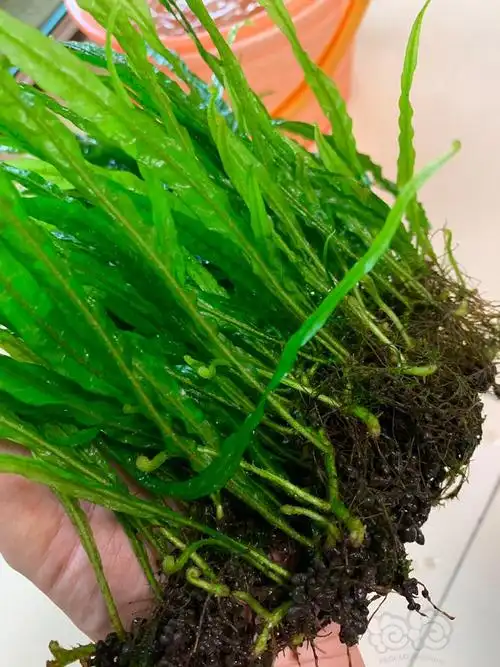 【水草】河北保定出细叶铁皇冠,状态超好!