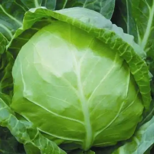 云南高原甘蓝菜圆白菜包菜包心菜卷心菜蔬菜新鲜基地现采现发 3斤