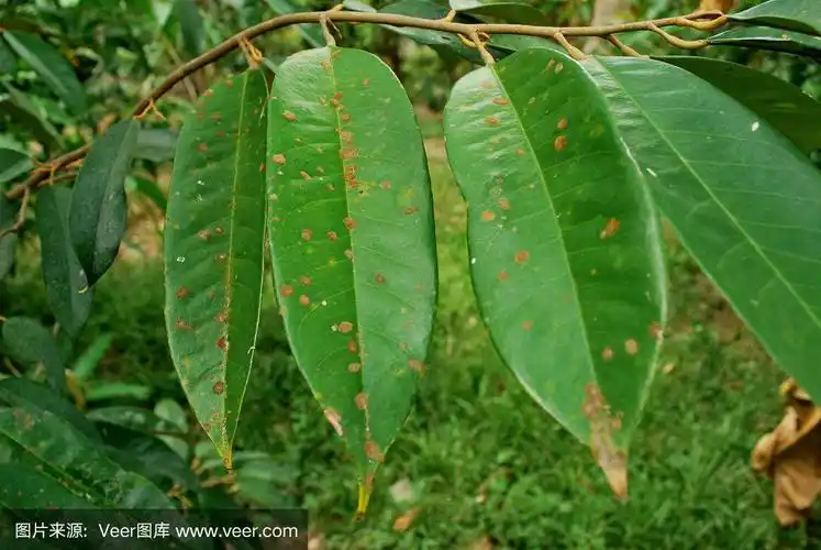 榴莲,真菌,公亩,叶子,农业