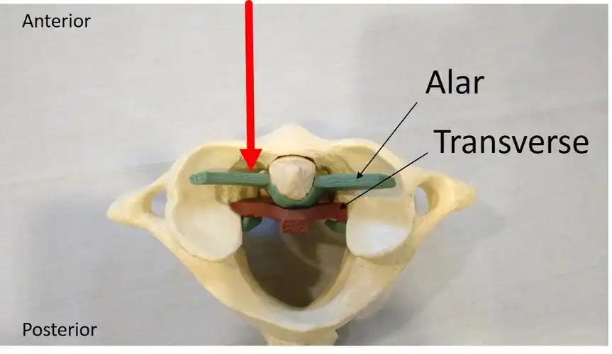 翼状韧带(alar ligament)