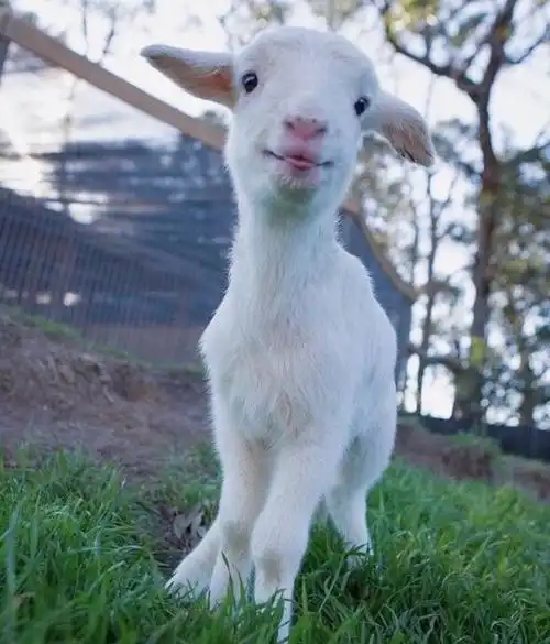 超萌小绵羊组图