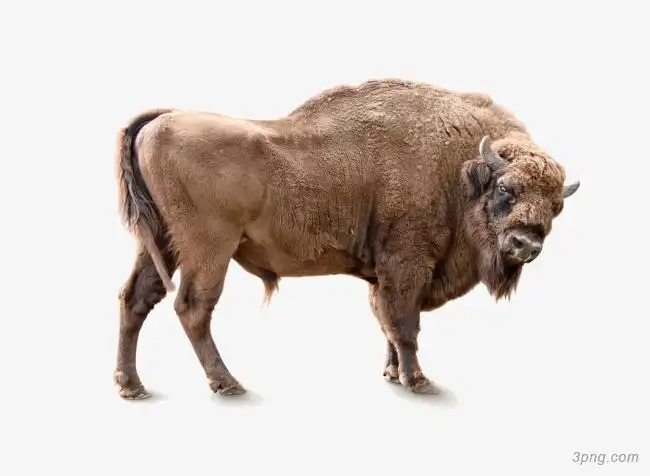 凶猛的耗牛png素材透明免抠图片-其他元素