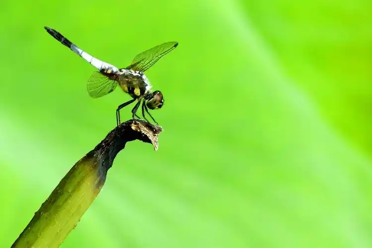 蜻蜓飞来飞去几个来回,终于停在了一根干枯的枝头,让我靠近它调整好