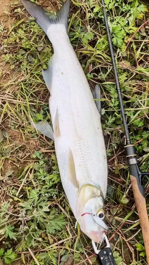 钓鱼#冬季路亚大翘嘴#路亚 #翘嘴 #钓鱼 #在川之鱼 #冬季垂钓指南