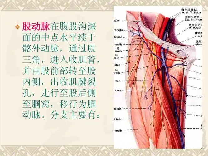 股动脉在腹股沟深 面的中点水平续于 髂外动脉,通过股 三角,进入收