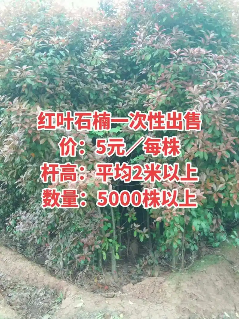 红叶石楠苗木一次性出售 .红叶石楠一次性出售,价:5元/株, - 抖音