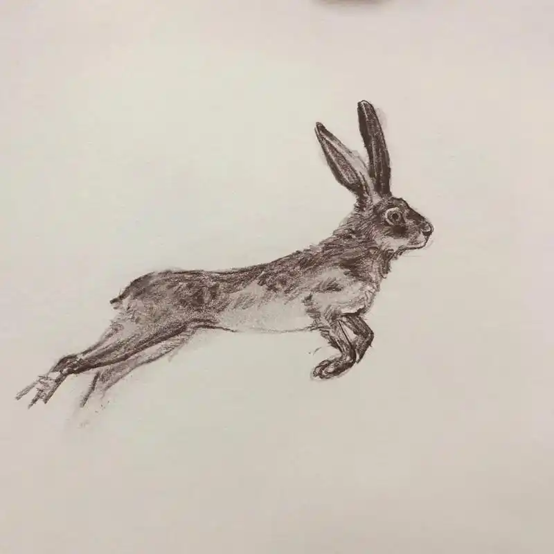 兔.兔年吉祥#画画 #速写 #兔子 #动物速写#兔年 - 抖音