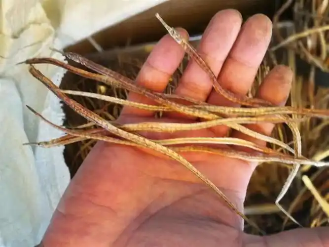 海龙 尖海龙统货 小海龙 产地 福建省 批发零售各种中药材