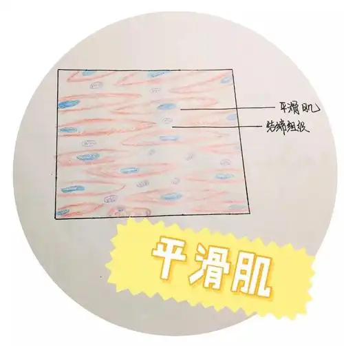 在人体中,平滑肌分布在动脉和和静脉血管壁,膀胱,子宫,男性和女性生殖