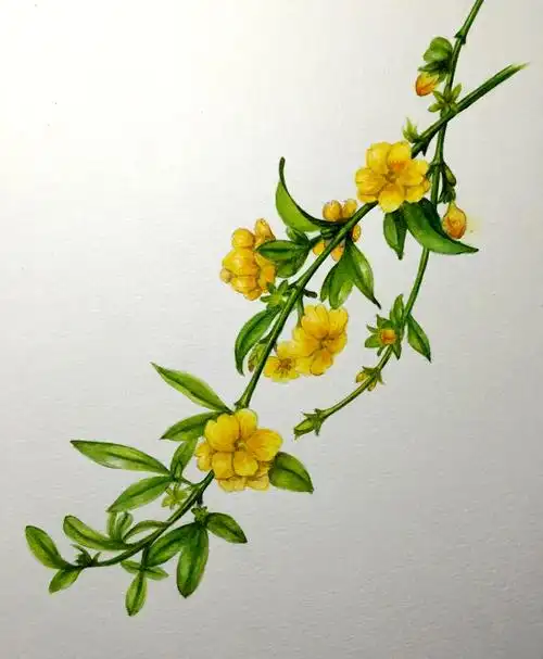 金英翠萼迎春来海量迎春花手绘素材