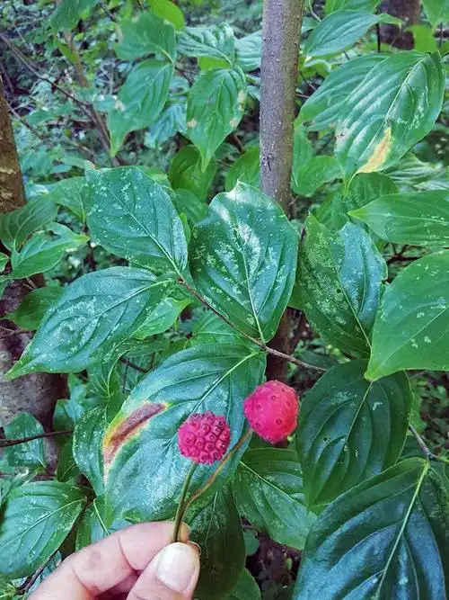 化妆技术高超的尖叶四照花