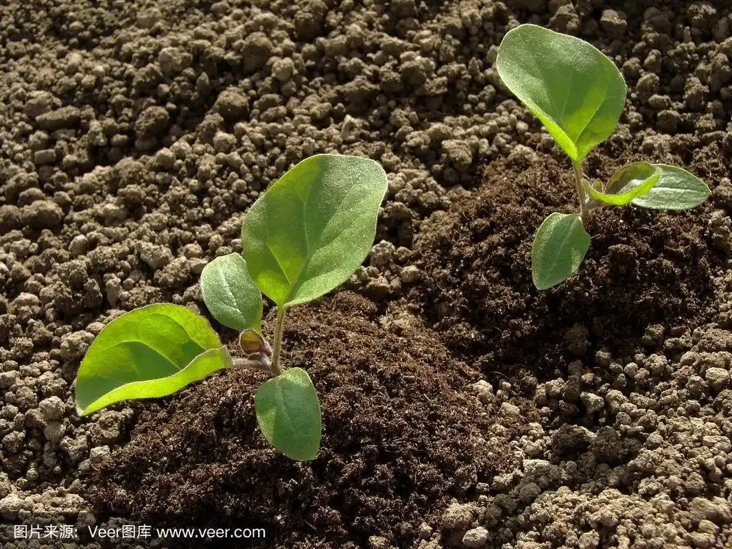 茄子幼苗
