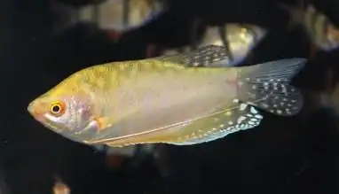 彩裙鱼是什么样子?