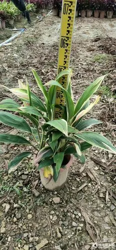 梦幻朱蕉50公分高价格12元