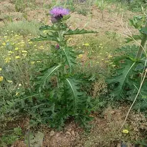 新鲜大蓟,刺蓟,刺儿菜,刺角菜,大蓟,刺蓟,刺儿菜,刺角菜.