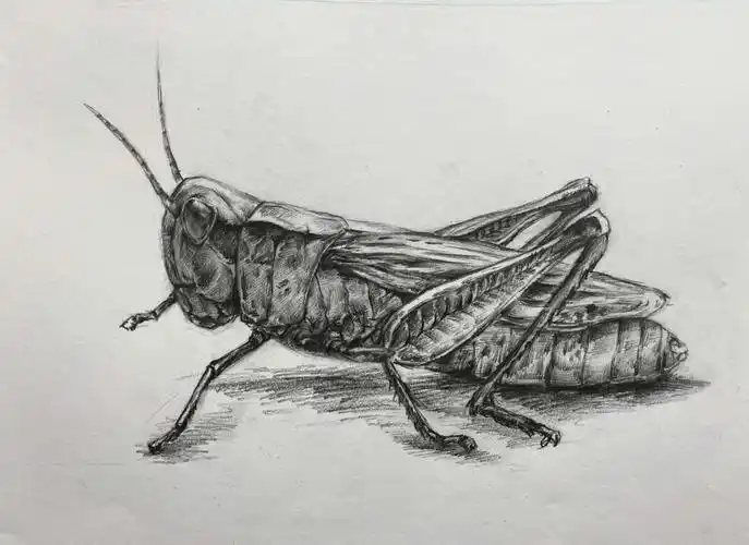 素描教程蚂蚱05