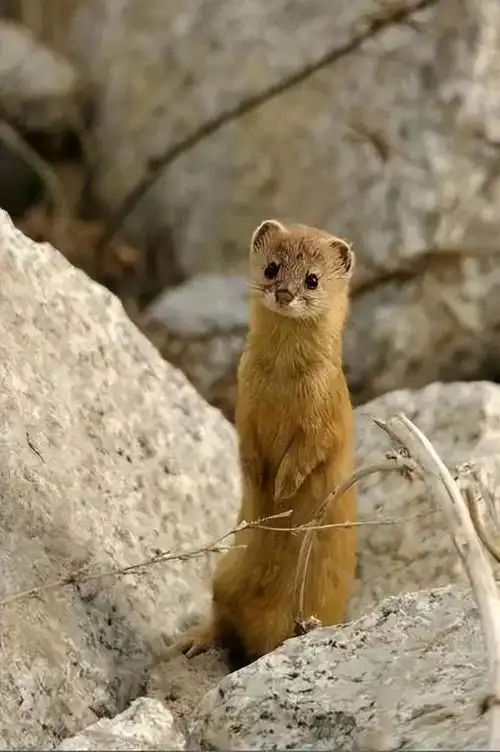 回顾:黄鼠狼全身都是宝,却没人敢养?养殖户称它可不好伺候