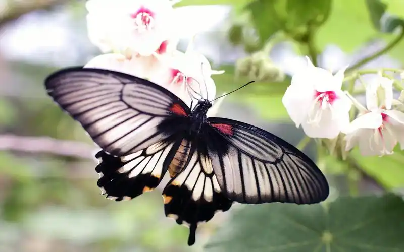 首页 电脑壁纸 美丽的蝴蝶 > || 更新时间:2019-01-15 颜色分 银色