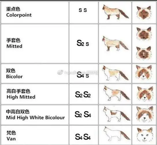 布偶猫的花色详解和配型表