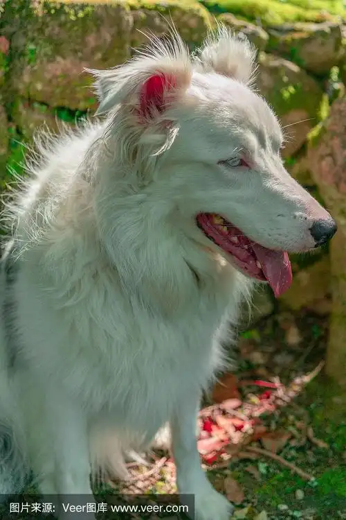 边境牧羊犬的白色