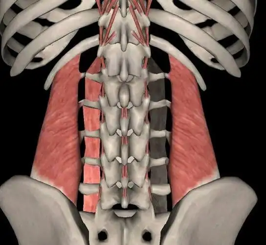 求实瑜伽丨久坐易得「腰肌劳损」,该如何理疗?这三块肌肉很重要