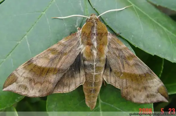 葡萄天蛾的成虫