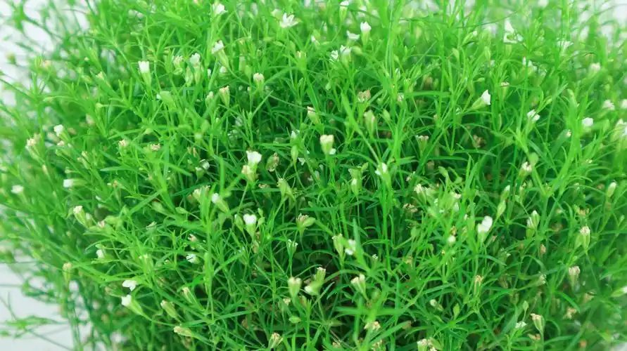 满天星种子需要泡水吗该怎么种植