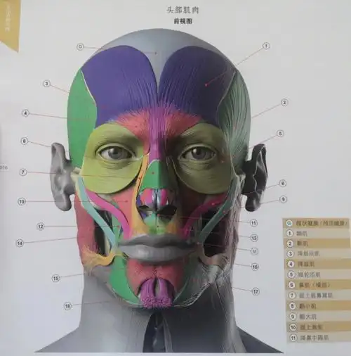 人体头部肌肉结构图