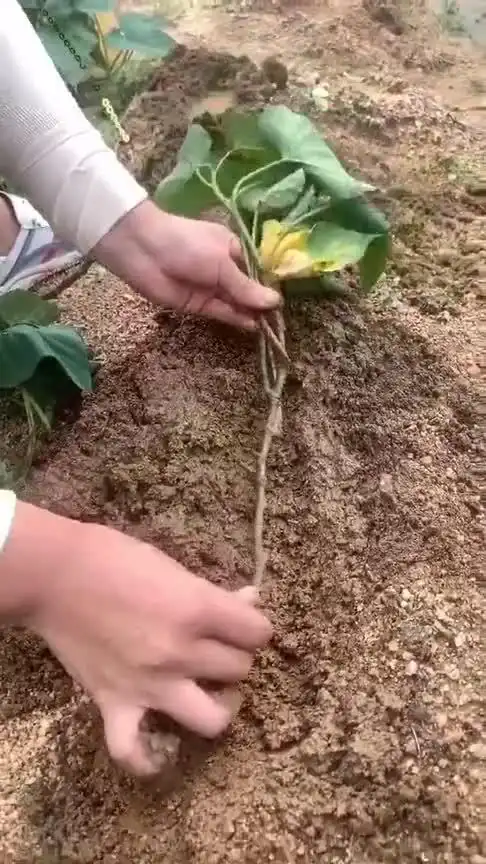 红薯种植有窍门常用的水平栽插法结薯又多又均匀