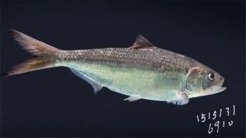 鲥鱼-城南-大港城张家港论坛