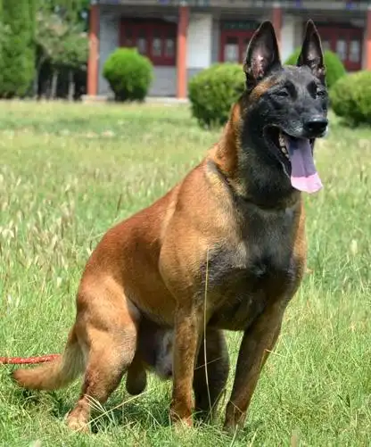 纯种马犬幼活体爆红马犬军犬警犬猎犬德国牧羊犬狗狗