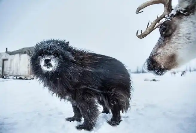 涅涅茨人,馴鹿牧民