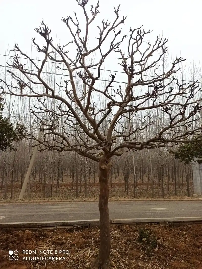 军生园林的主人从事专业修剪紫薇三十多年,一直致为于紫薇的修剪 - 抖