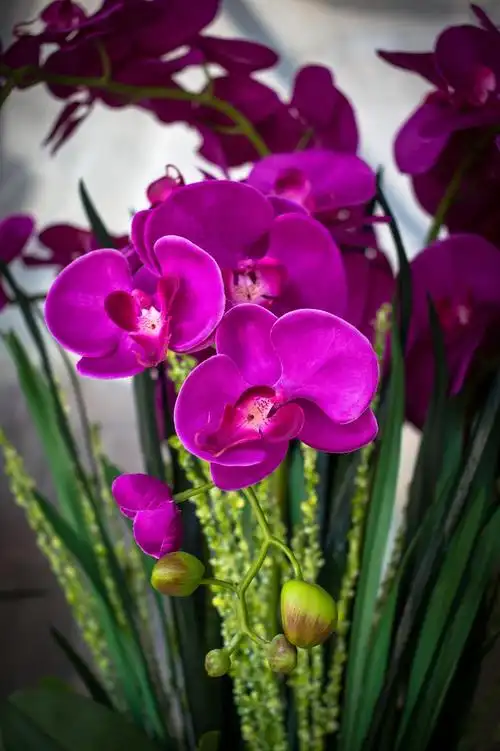 四月蝴蝶兰----真真假假