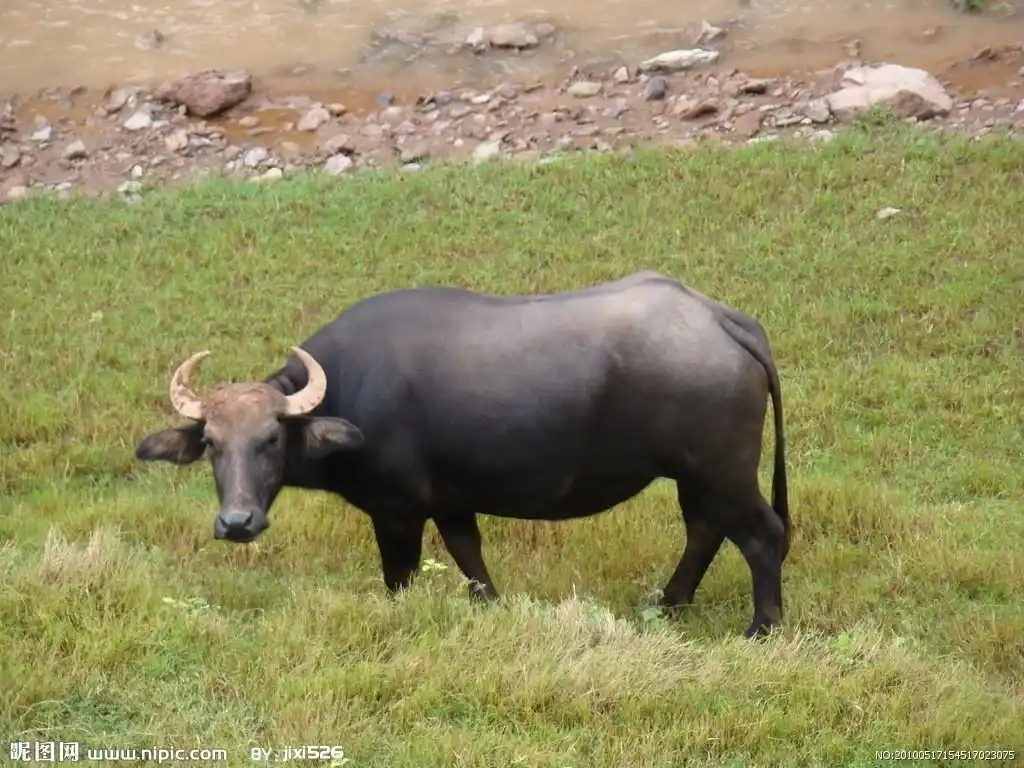 对中国水牛你了解多少?中国水牛知识大全