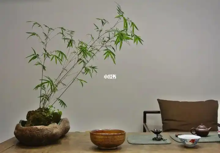 适合摆放在茶室养的盆花