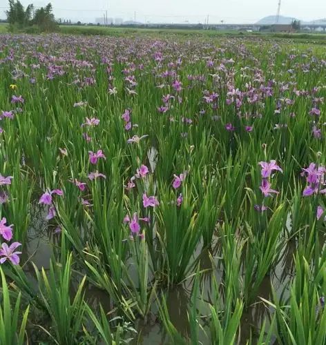 红花常绿鸢尾 水生植物基地 湿地景观工程 河道绿化净化水质处理图片