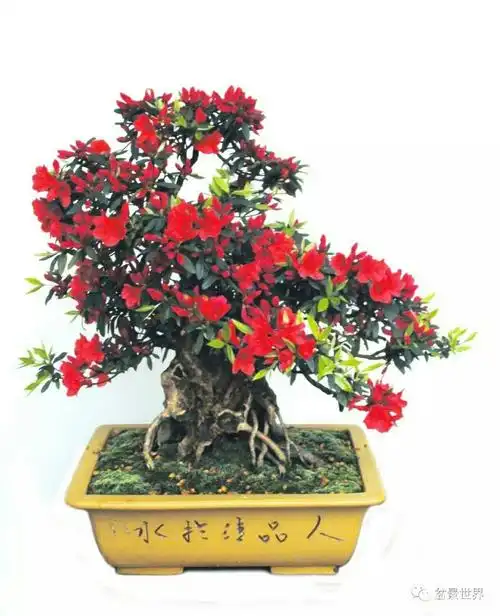 精品盆景观赏(红红火火映山红)