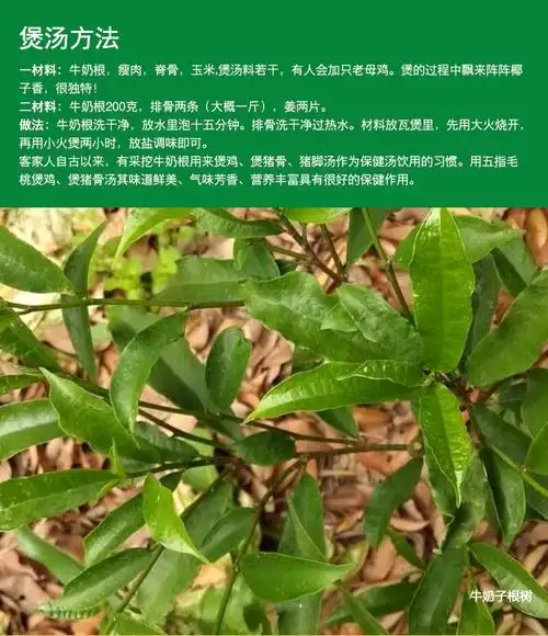 野生牛奶树根客家牛乳根无硫白花牛奶子根福建广东煲汤材料500克