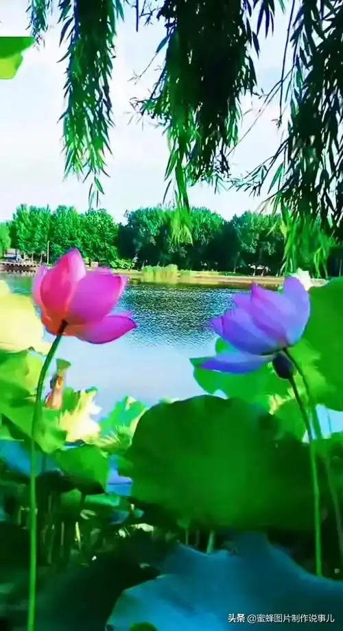 一束鲜花醉了蓝天,美了春天