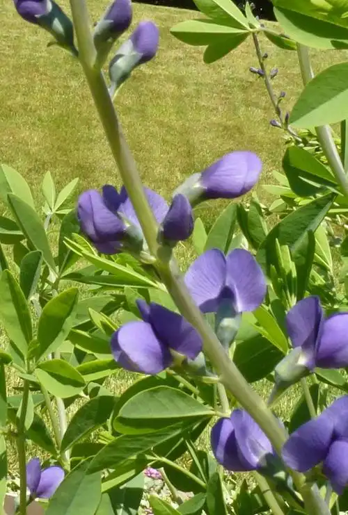 lamb’s ears 羊耳草