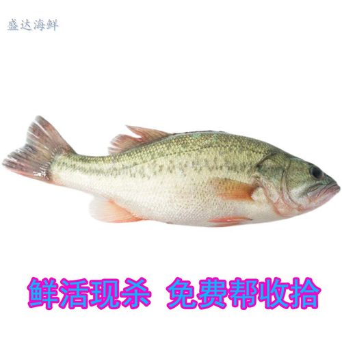北京同城 鲈鱼 鲜活桂花鲈卢鱼寨花淡水食用水产海鲜1.2斤/条