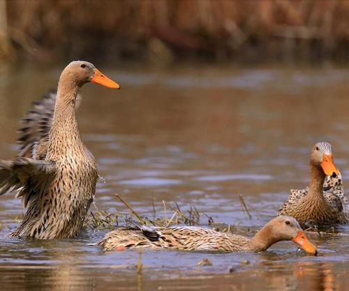鸭子水鸭包草鸭板鸭灰鸭麻鸭放养野膳散养农村鸭肉