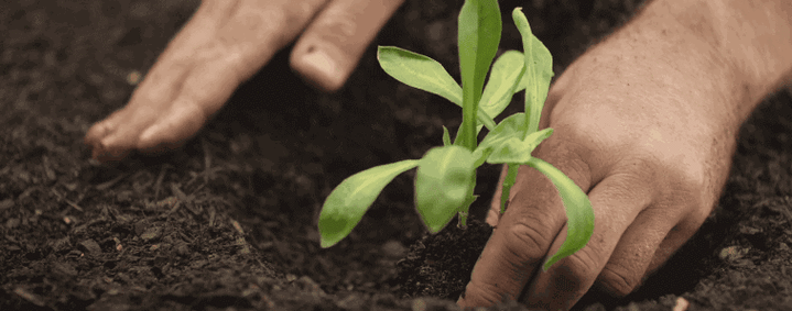 因为种玫瑰花,"她"从澳洲火到了全球!-搜狐