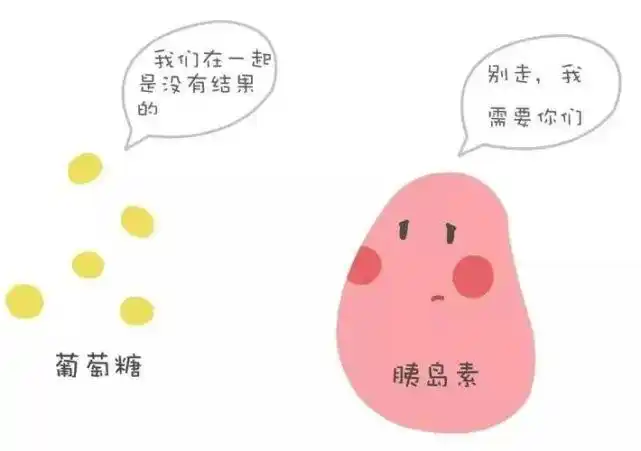 胰岛素的妈妈β细胞