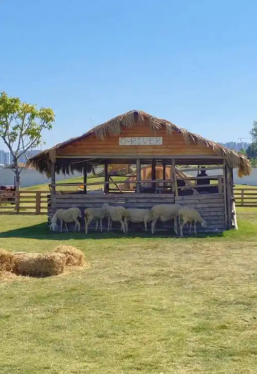 萌宠乐园:在户外的童话世界与小动物们相遇!