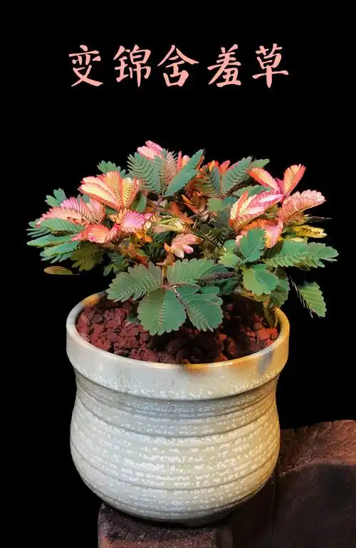 彩叶含羞草盆栽害羞草植物花卉室内办公室桌面小绿植花苗跳舞草蓝丽雅