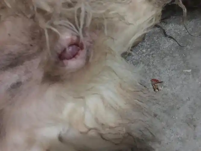 我家金毛的小桃子里长了一个泡,还在流血,能帮我看看怎么回事吗?