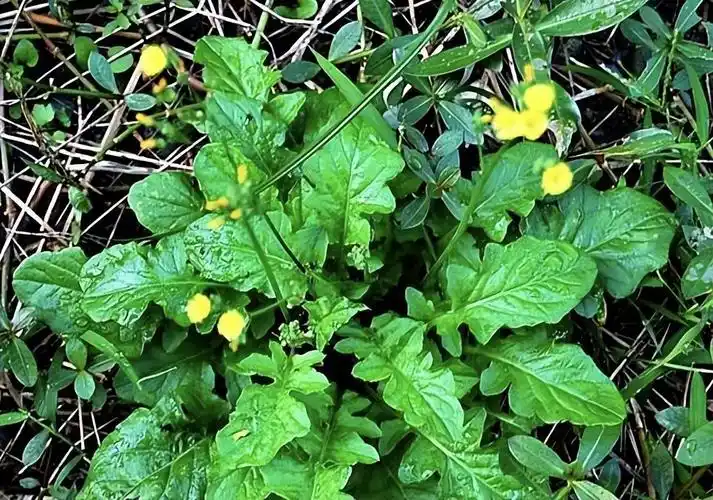 长得像蒲公英的还阳草,是国家一级无公害野菜,营养丰富别错过